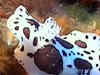 Un doris dalmatien