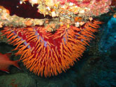 Acanthaster (étoile de mer épineuse)