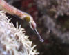 Petit poisson mystérieux...
