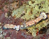 Deux nudibranches qui se suivent et se ressemblent