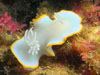 Nudibranche